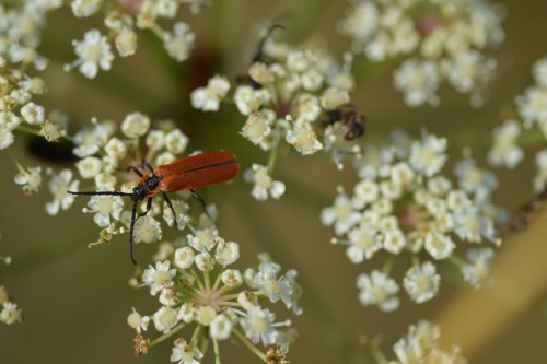 lygistopterus sanguineus2.jpg