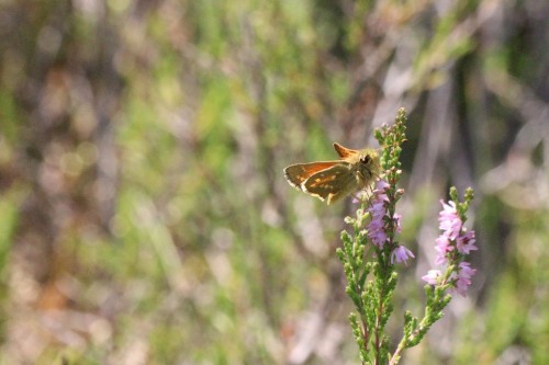 Hesperia comma