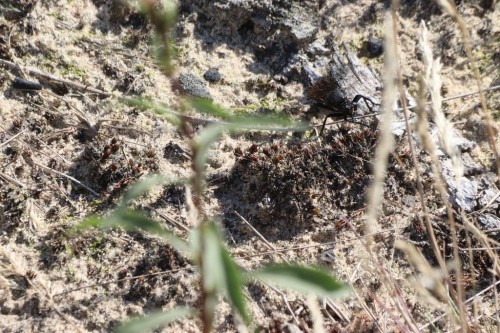 Dasypogon diadema, tego akurat nie jestem pewny. Duży, włochaty czarny łowik.