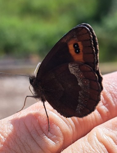 Erebia aethiops