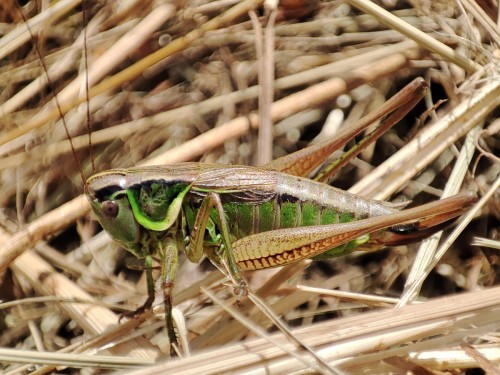 21. Podłatczyn Roesela (Metrioptera roeselii)