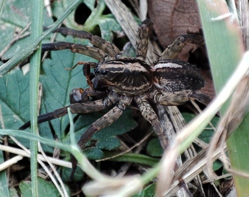 14. Krzeczek naziemnik/polny (Trochosa terricola/ruricola)