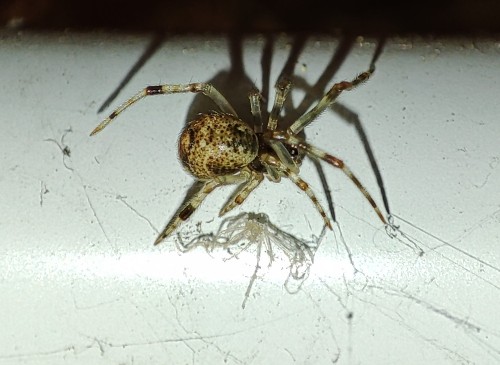 21. Parasteatoda sp.(?)