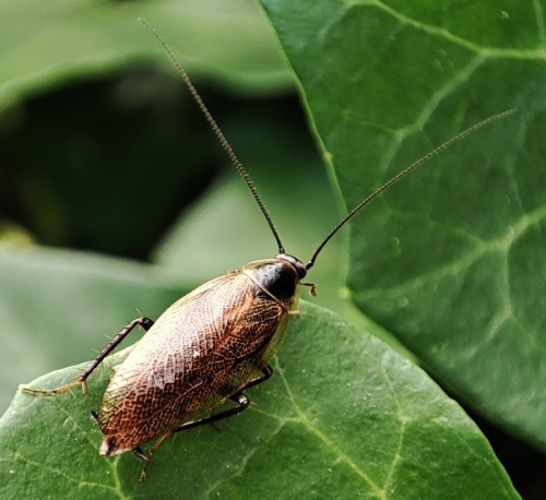 10. Zadomka polna (Ectobius lapponicus)