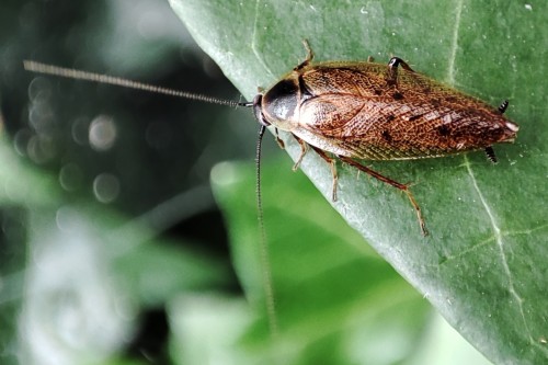 11. Zadomka polna (Ectobius lapponicus)