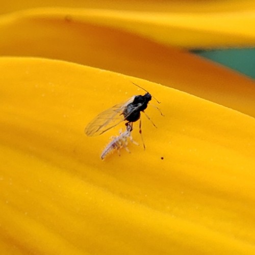 16. Fotografowałem mszycę na płatku rudbekii. Trochę mnie dziwiło, że się nie ruszała. Dopiero podczas oglądania zdjęć zauważyłem, że jest tam jeszcze coś, co wygląda jak maleńka larwa złotooka, prawdopodobnie posilająca się tą mszycą.