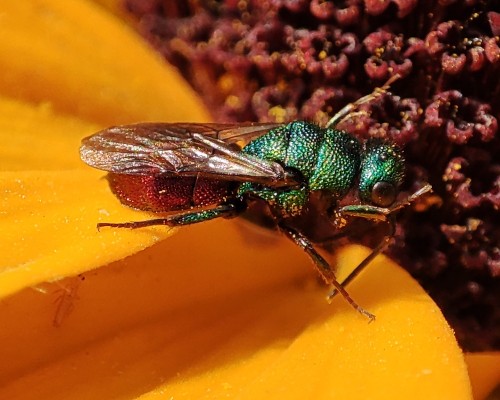 35. Złotolitka (Chrysis sp.)