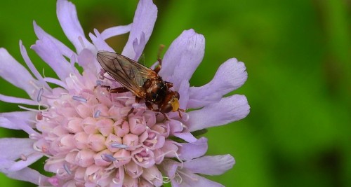 Sicus ferrugineus.jpg