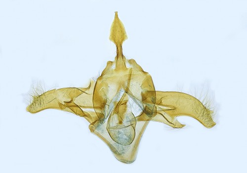 Deltophora maculata, aparat samca