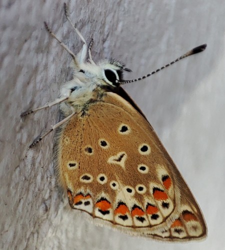 25. Modraszek adonis (Lysandra bellargus)