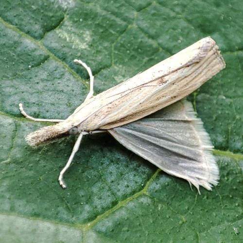 26. Wachlarzyk słomkowy (Agriphila straminella)