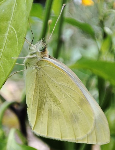 27. Bielinek kapustnik/rzepnik (Pieris brassicae/rapae)