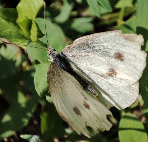 28. Bielinek rzepnik (Pieris rapae)