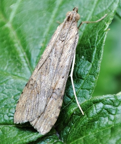 29. Pielgrzymka jesienka (Nomophila noctuella)