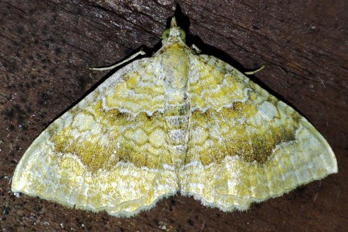 34. Paśnik goździeniak (Camptogramma bilineata)