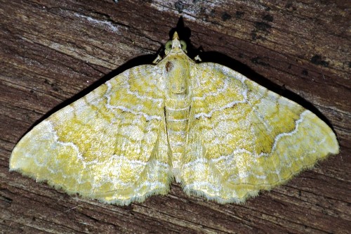 35. Paśnik goździeniak (Camptogramma bilineata)