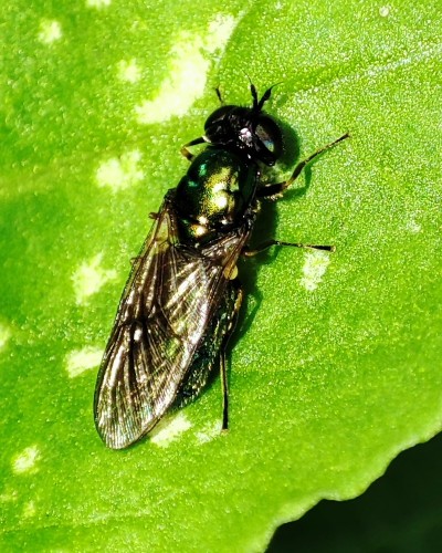 36. Chloromyia formosa?