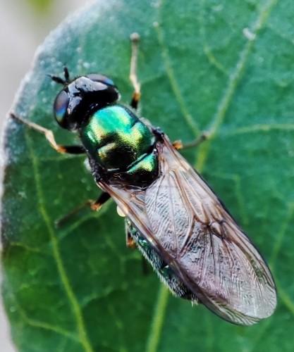 38. Chloromyia formosa?