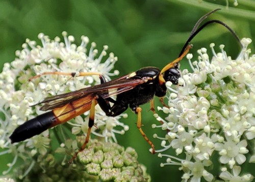 41. Ichneumon emancipatus