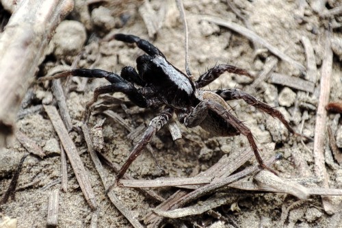 27. Wilkosz Alopecosa farinosa/barbipes