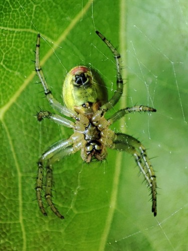 36. Krzyżak zielony (Araniella cucurbitina)