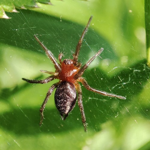 37. Młody lejkowiec labiryntowy (Agelena labyrinthica) - widać, że jakiś czas temu stracił lewą nogę drugiej pary, która jeszcze nie w pełni odrosła