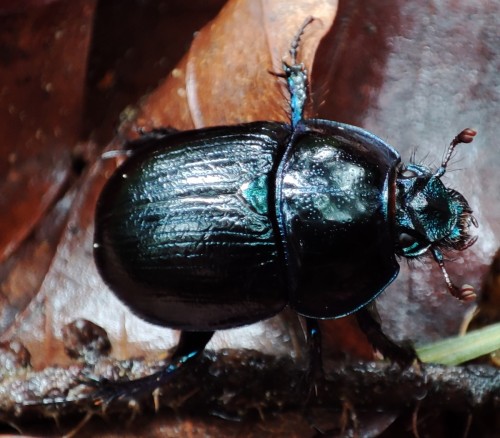 36. Żuk leśny (Anoplotrupes stercorosus)