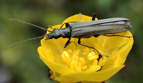 43. Zalęszczyca zielona (Oedemera virescens)