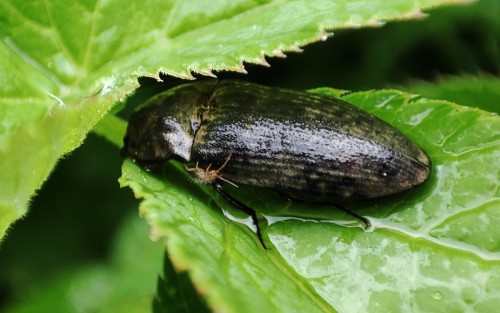 45. Podrzut myszaty (Agrypnus murinus)? - po deszczu, ze skoczogonkiem