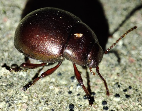 47. Chrysolina staphylea?