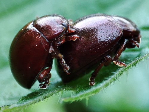 48. Chrysolina staphylea?