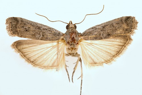 Phycita poteriella