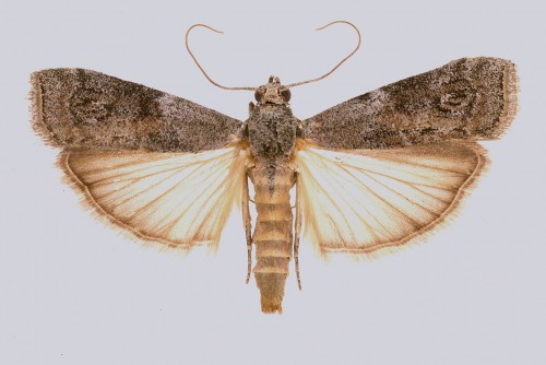 Phycita poteriella