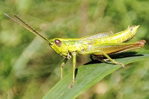 37. Euthystira brachyptera?