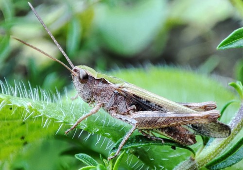 38. Omocestus haemorrhoidalis?