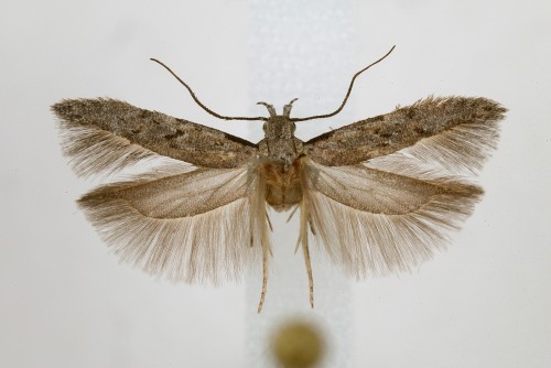 Carpatolechia dekorella