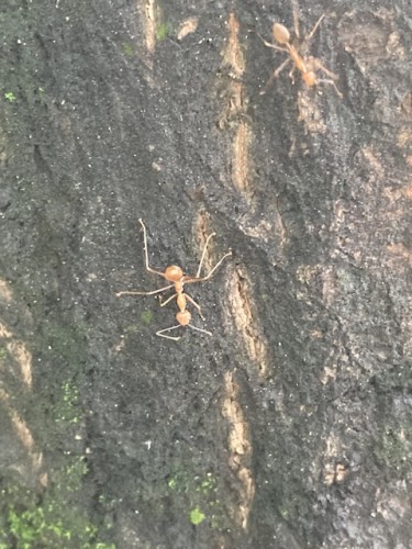 Oecophylla sp. (?), Manila, 13.09.2023