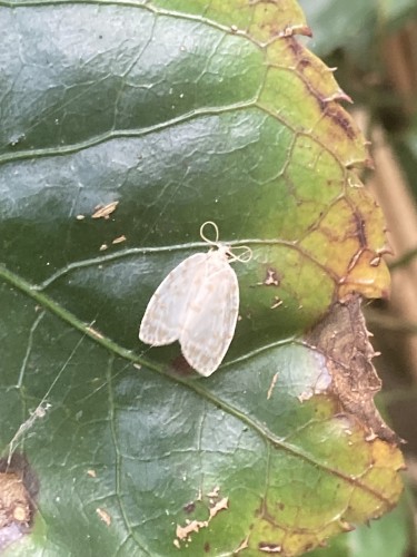 Arctiinae (?), Eastern Highlands, 18.09.2023