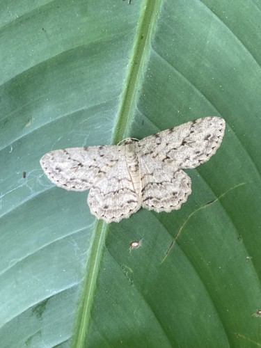 Geometridae, Eastern Highlands, 18.09.2023