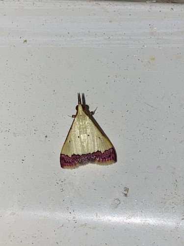 Crambidae 5, Wewak, 19.09.2023