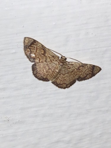 Geometridae 5, Wewak, 19.09.2023