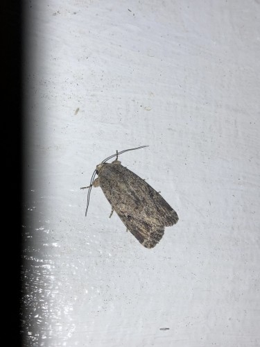 Noctuidae 1, Wewak, 19.09.2023