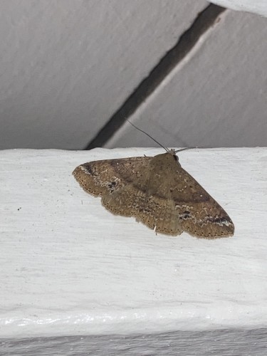 Erebidae 3, Wewak, 19.09.2023