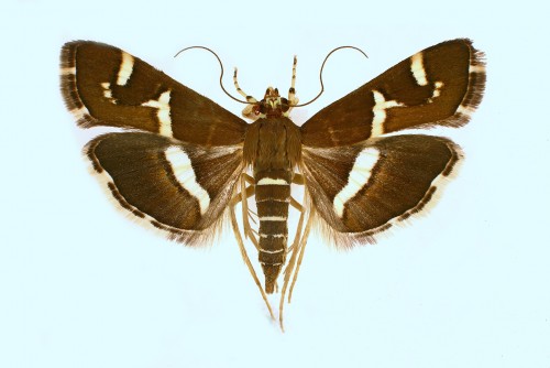 Spoladea recurvalis