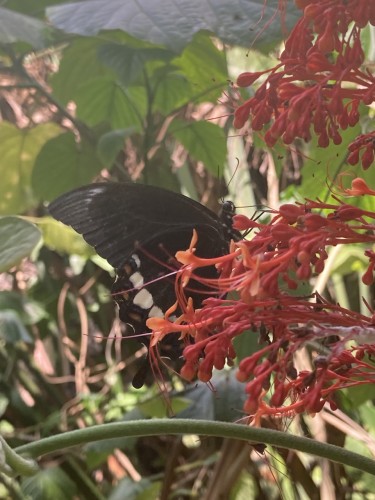 Papilionidae 1a, 20.09.2023, Sepik Wschodni