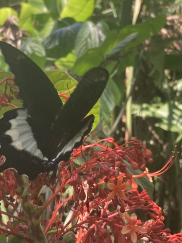 Papilionidae 1b, 20.09.2023, Sepik Wschodni