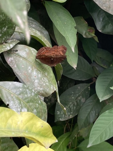 Nymphalidae 1, 20.09.2023, Sepik Wschodni