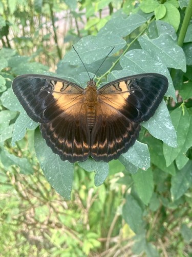 Nymphalidae 2a, 20.09.2023, Sepik Wschodni