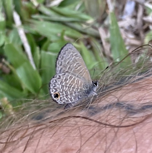 Lycaenidae, 20.09.2023, Sepik Wschodni