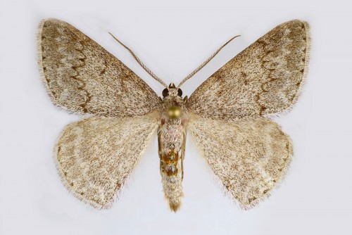 Pseudoterpna coronillaria.jpg